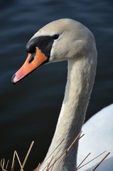 Łabędzi śpiew © Pio Si