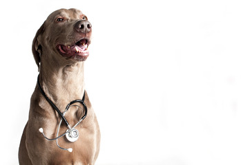 Pies ze stetoskopem