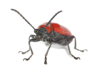 Scarlet lily beetle, Lilioceris lilii isolated on white