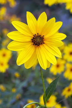 Helianthus Tuberosus