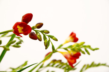 Fresia on white background,