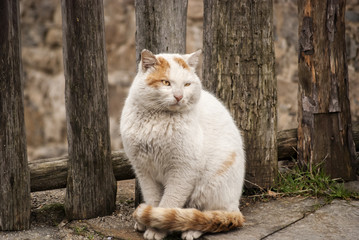 White rural tomcat by old wooden fence
