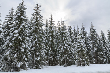 Snowy landscape in the mountains