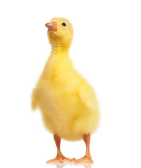 Domestic gosling
