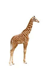 Rolgordijnen Giraf Giraffe (Giraffa camelopardalis)