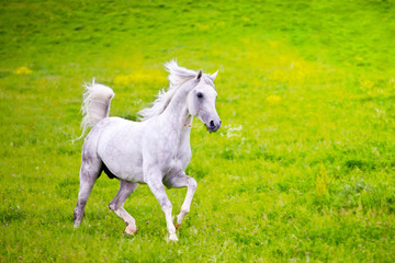 Obraz na płótnie Canvas Gray Arab horse