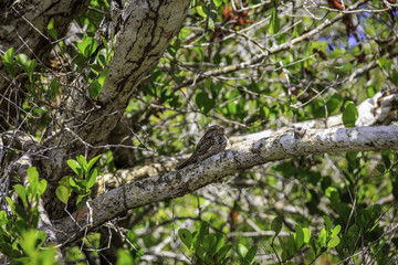 Brown Bird in Tree