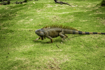Walking Iguana