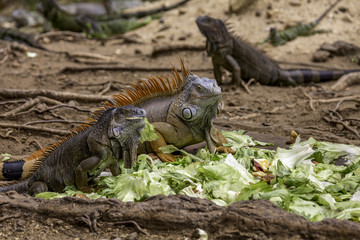 Iguana's Eating