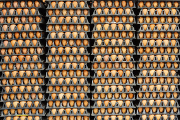 chicken eggs in trays