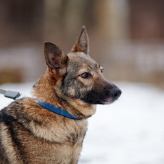Portrait of a  mongrel.
