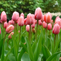 Tulip flowers