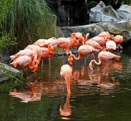 Obraz premium Red flamingos pack in ecological biopark.