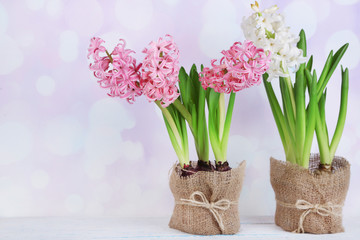 Hyacinth flowers in pots on table on bright background