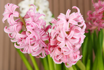 Hyacinth on wooden background