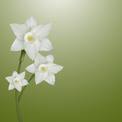 Fototapeta na wymiar Flower of narcissus