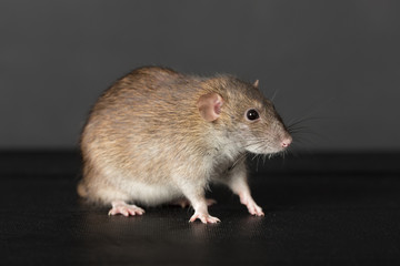 brown rat