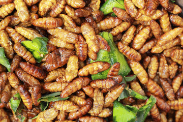 fried silk worms in the market