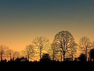 Naklejka premium Beautiful landscape image with trees silhouette at sunset 