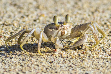 crabs on sand beach