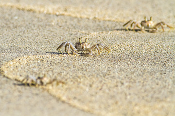 crab on sand beach