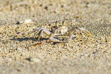 crabs on sand beach
