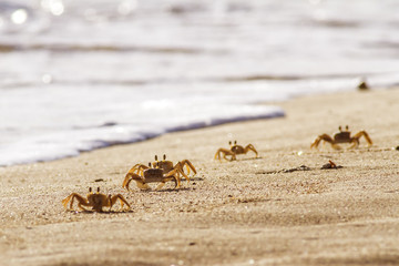 crabs on sand beach