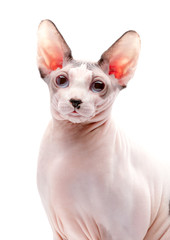 Canadian Sphynx cat portrait close-up on white background