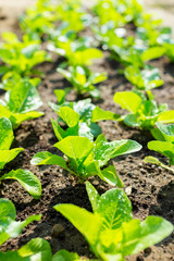 Lettuce field close up