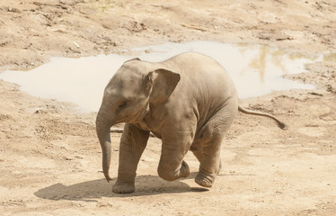 Young Asian elephant