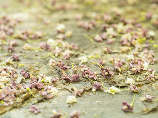Close-up fallen leaves and flowers on the floor in autumn