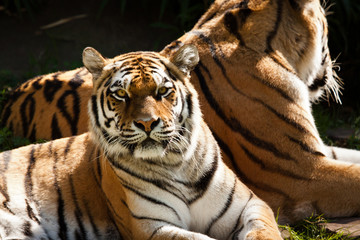 Sibirischer Tiger (Panthera tigris altaica)