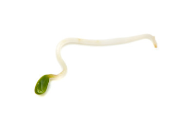 アルファルファ-Medicago sativa