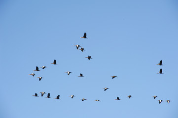 Birds at the lake of Suchitlan