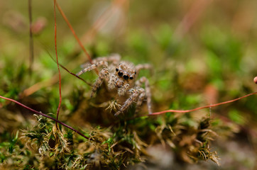 Spider in green nature background