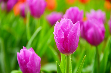 Fototapeta premium Purple Tulips in Garden