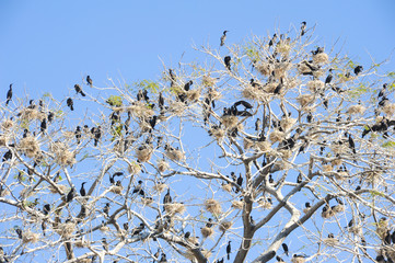 Bird island on the lake of Suchitlan near Suchitoto