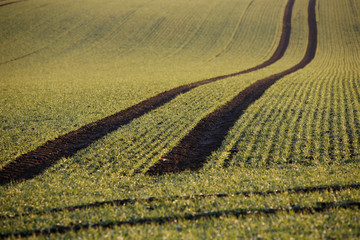 Frisches Grün