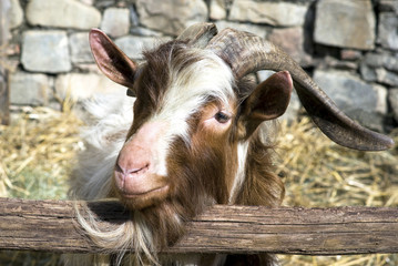 Billy goat