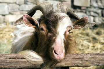 Fototapeta premium Billy goat