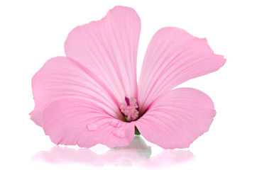 Pink malva. Mallows