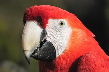 macaw head and beak closeup detail