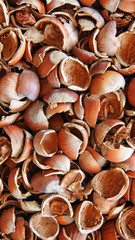 Background of the lot of shell of hazelnut