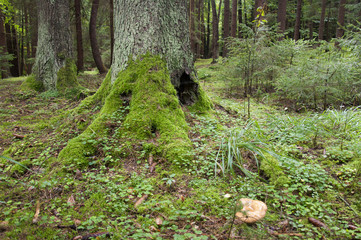 A Tree Trunk Covered with Moss