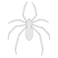 cartoon image of spider animal
