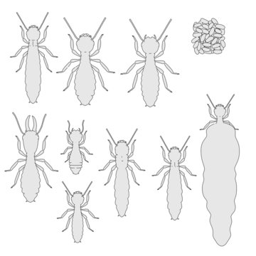 cartoon image of termite ants