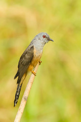 Male Plaintive Cuckoo(Cacomantis merulinus ) in nature