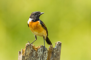 Stejneger's Stonechat (Saxicola stejnegeri) stair at us