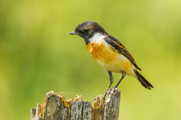 Stejneger's Stonechat (Saxicola stejnegeri) in nature