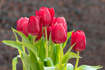 Naklejka premium Rote Tulpen vor brauner Wand